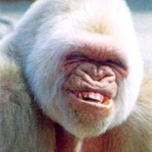 Meet your Posher, Barry